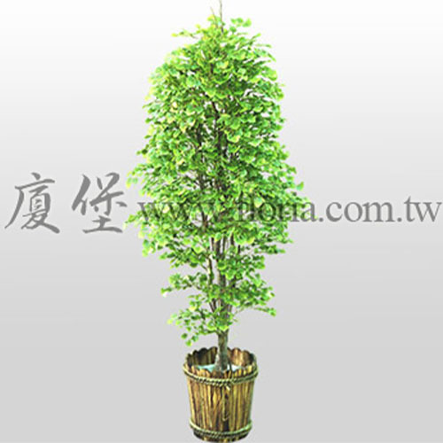 迷你銀杏