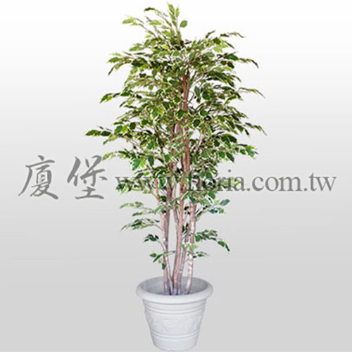 夏威夷大頭榕