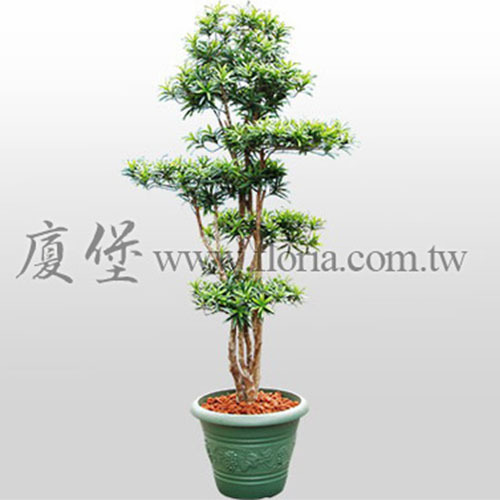 羅漢松